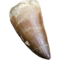 Los mejores  - Diente de Mosasaur Real Fossil – Excelente fósil – período creatáceo (65 Millones de años +) – Gran Idea de Regalo